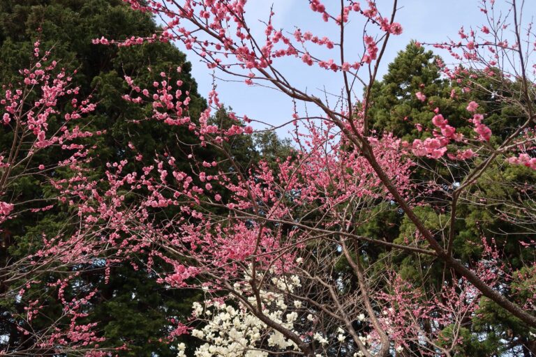 札幌 桜の穴場 は北海道神宮の桜と梅の競演 えき さっぽろ